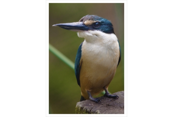 Kotare, the New Zealand Kingfisher: Card