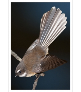 Piwakawaka, the Fantail: Card