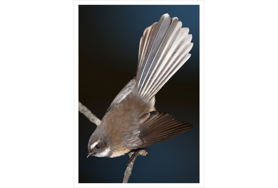 Piwakawaka, the Fantail: Card