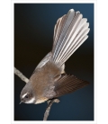 Piwakawaka, the Fantail: Card