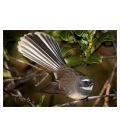 The NZ Fantail, Piwakawaka: Card