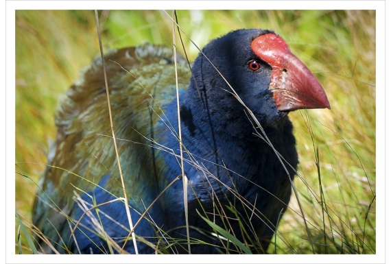 The Takahe: Card