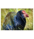 The Takahe: Card