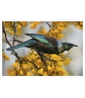 Tui and Spring Kowhai: Card