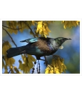 Tui in Kowhai, Dappled Light: Card