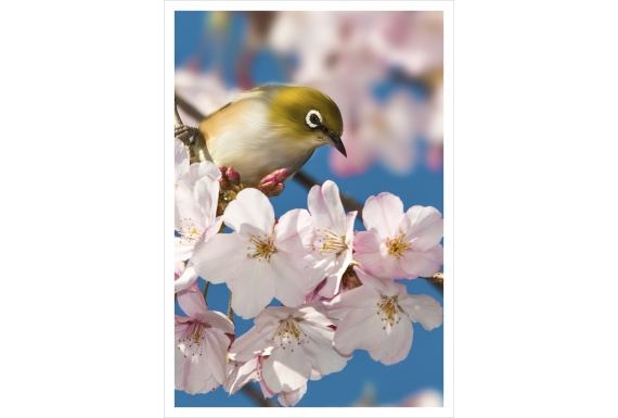 Tauhou, the Silvereye: Card