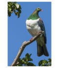 Kereru in Puriri Tree: Card