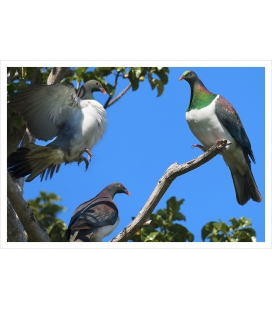 Kereru Group, Puriri Treetop: Card