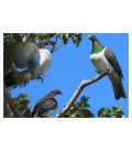 Kereru Group, Puriri Treetop: Card