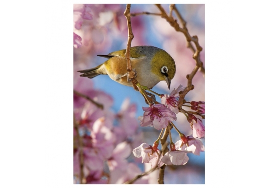 Silvereye & Cherry Blossom