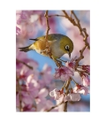 Silvereye & Cherry Blossom - ONE ONLY