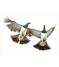 Kereru Couple in Flight: Card