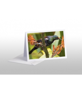 Young Tui feeding on Flax (Harakeke): Card