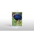 Pukeko in Reeds: Card