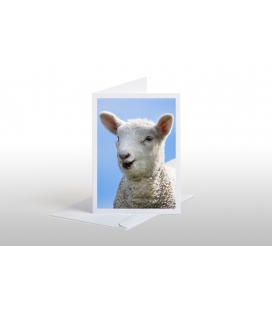 Happy Lamb: Card