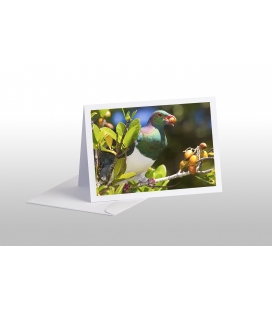 Kereru in Karaka tree with berry: Card