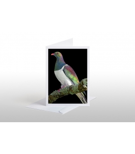 Kereru on Kowhai branch: Card