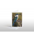 Kotare (Kingfisher) with Soldier Fly: Card