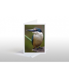 Kotare, the New Zealand Kingfisher: Card