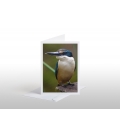 Kotare, the New Zealand Kingfisher: Card