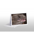 Living Fossil, mature Tuatara: Card