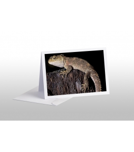 Juvenile Tuatara: Card