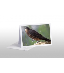 Karearea, endangered native New Zealand Falcon: Card