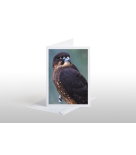 New Zealand native Falcon, Karearea: Card