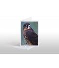 New Zealand native Falcon, Karearea: Card