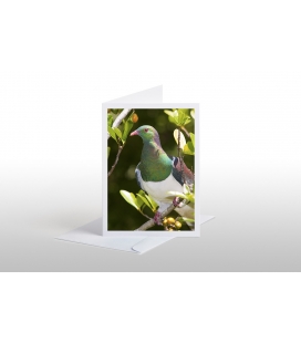 Kereru in Karaka tree: Card