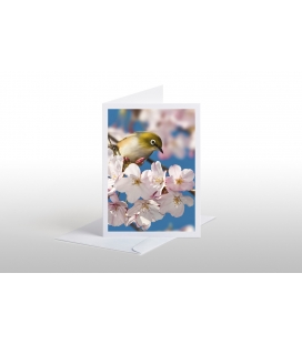 Tauhou, the Silvereye: Card