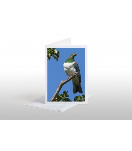 Kereru in Puriri Tree: Card