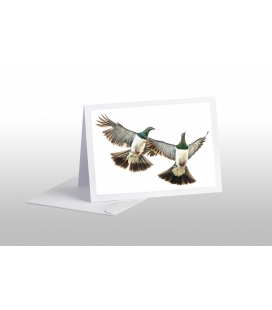 Kereru Couple in Flight: Card