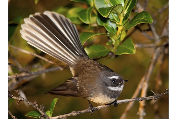 The NZ Fantail, Piwakawaka