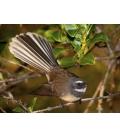 The NZ Fantail, Piwakawaka