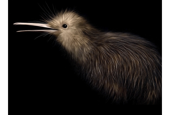 Little Brown Kiwi