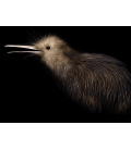 Little Brown Kiwi - ONE ONLY