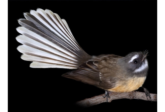 Fantail, Piwakawaka