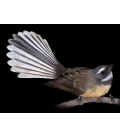 Fantail, Piwakawaka