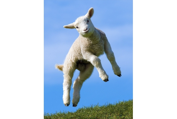 Leaping Lamb