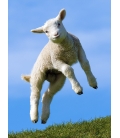 Leaping Lamb