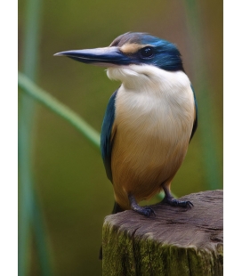 Kotare, the NZ Kingfisher