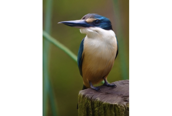 Kotare, the NZ Kingfisher