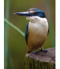 Kotare, the NZ Kingfisher