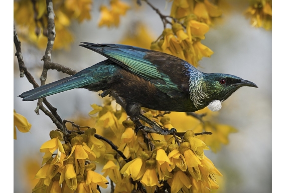 Tui and Spring Kowhai