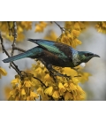 Tui and Spring Kowhai