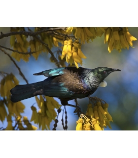 Tui in Kowhai, Dappled Light