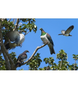 Kereru Group, Puriri Treetop