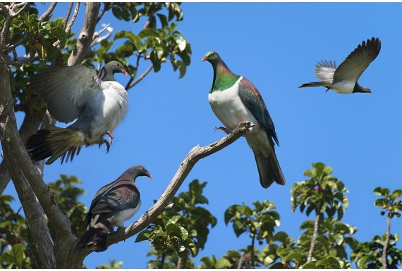 Kereru Group, Puriri Treetop