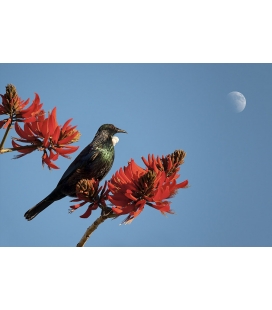 Tui in Flame Tree with Moon